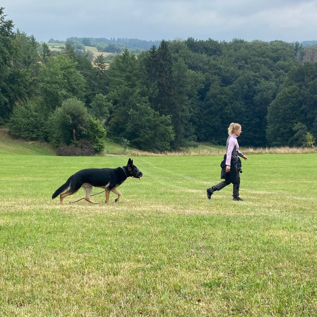 Hundebetreuung Oberberg, Hundebetreuung
